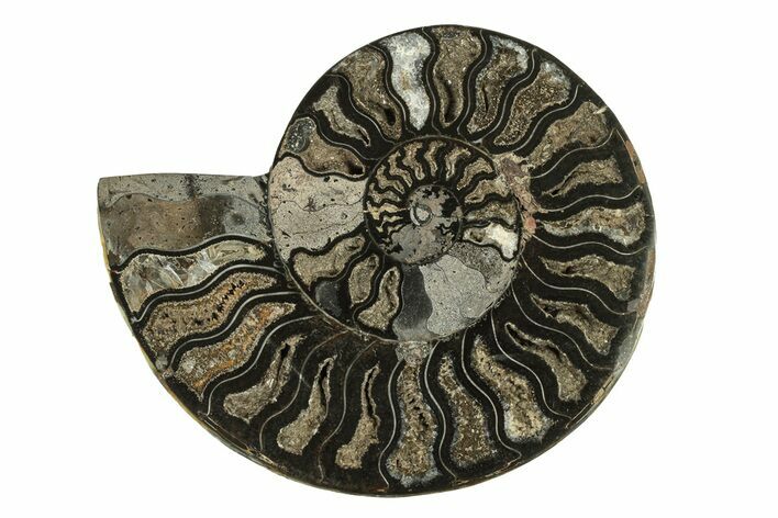 Cut & Polished Ammonite Fossil (Half) - Unusual Black Color #267917